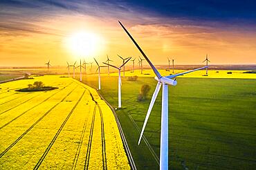 Field of wind turbines in sunset in spring