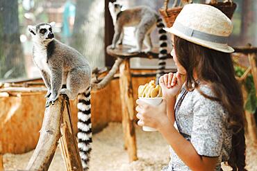 Girl holding glass apple slices looking ring tailed lemur zoo