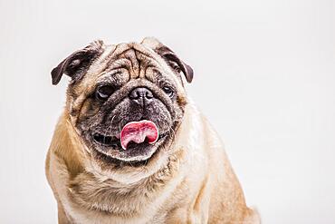 Close up funny pug dog with its tongue out