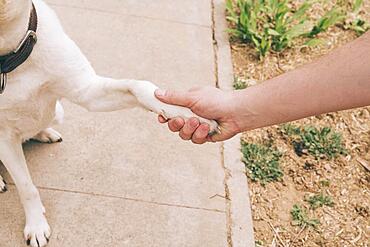 Paw dog human hand