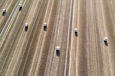 Rolls of straw lying on a harvested field, photograph taken with drone, Egeln, Saxony-Anhalt, Germany, Europe