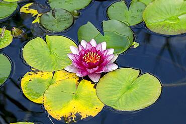 Pink water lily (Nymphaea) Baden-Wuerttemberg, Germany, Europe