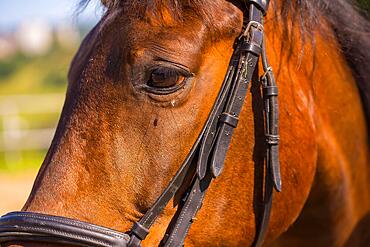 Look of a brown horse in an equestrian show