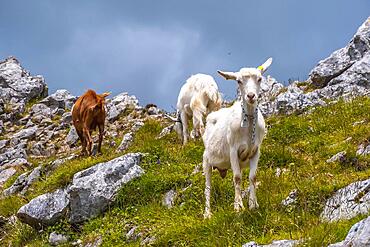 Mount Aizkorri 1523 meters, the highest in Guipuzcoa. Basque Country. Ascent through San Adrian and return through the Oltza fields. Free goats on top of the mountain