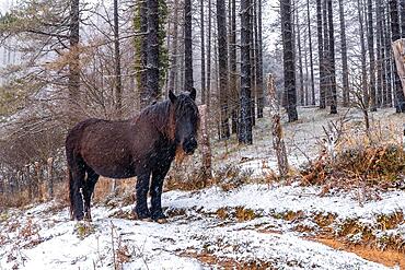 Wild horses in the aizkorri mountain of gipuzkoa. Snowy landscape by winter snows. Basque Country, Spain, Europe