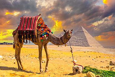 A beautiful camel in the Pyramids of Giza, the oldest Funerary monument in the world. In the city of Cairo, Egypt, Africa