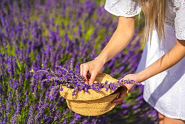 Rural lifestyle, Caucasian young blonde woman in white dress and sunglasses in a lavender field with her purple flower in Olite. Navarra, Spain. Picking flowers in the hat