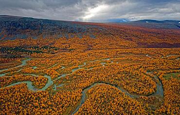 Drone shot, view of the valley Ladtjovagge with the meandering river Ladtjojakka, birch forests, autumn, intense colouring, Nikkaluokta, Kiruna, Gaellivare, Norrbottens laen, Lapland, Northern Sweden, Sweden, Europe