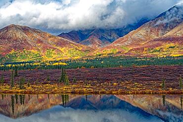 Autumn landscape in Denali State Park, intense colours, reflections in the water, Central Alaska, Alaska, USA, North America