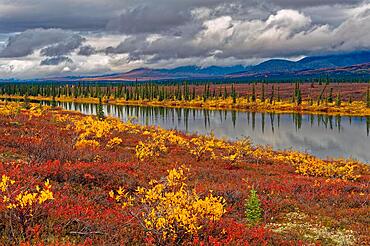 Autumn landscape in Denali State Park, intense colours, reflections in the water, Central Alaska, Alaska, USA, North America