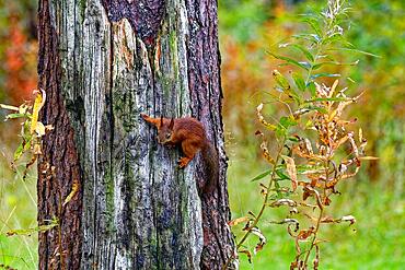 Eurasian red squirrel (Sciurus vulgaris) climbing a tree, paws wide apart, Northern Finland, Finland, Europe