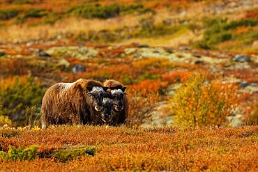 Three musk oxen (Ovibos moschatus) in Dovrefjell-Sunndalsfjella National Park, young animals, autumn, Innlandet, More og Romsdal and Trondelag, Central Norway, Norway, Europe