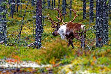 Finnish forest reindeer (Rangifer tarandus fennicus), wild, in the forest, Kuhmo, Kainuu, north-east Finland, Finland, Europe