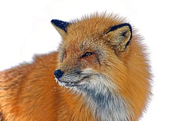 Red fox (Vulpes vulpes) in thick winter fur, snow crystals on the face, close-up, Northwest Territories, Canada, North America