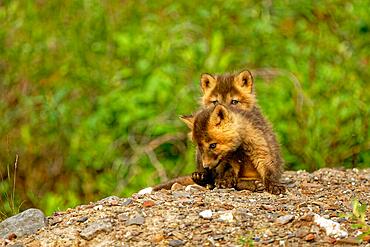 Two young cross foxes (Vulpes vulpes) sitting on the burrow, North Alaska, Alaska, USA, North America