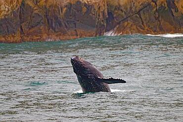 Humpback whale (Megaptera novaeangliae) up to the pectoral fin above the water surface, rocky coastline behind, Kenai Fjords National Park, Alaska, USA, North America