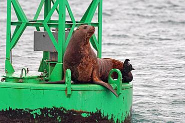 Steller sea lion (Eumetopias jubatus) sitting on buoy in Valdez Harbour, Southeast Alaska, Alaska, USA, North America