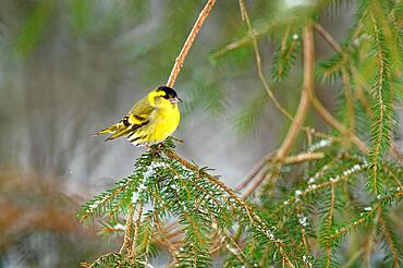 Eurasian siskin (Carduelis spinus), male, sitting on a branch, with snow, Upper Bavaria, Bavaria, Germany, Europe