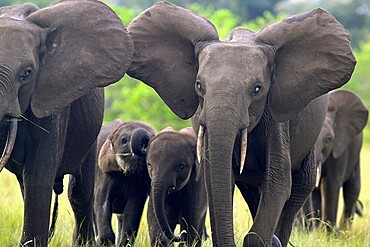 African forest elephants (Loxodonta cyclotis) in a clearing in Loango National Park, Parc National de Loango, Ogooué-Maritime Province, Gabon, Africa