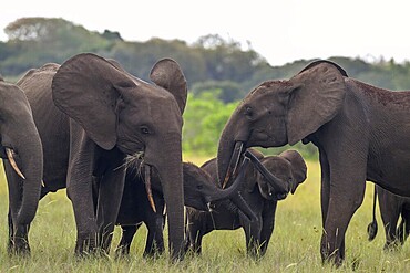 African forest elephants (Loxodonta cyclotis) in a clearing in Loango National Park, Parc National de Loango, Ogooué-Maritime Province, Gabon, Africa