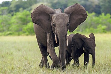 African forest elephants (Loxodonta cyclotis) in a clearing in Loango National Park, Parc National de Loango, Ogooué-Maritime Province, Gabon, Africa