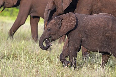 African forest elephant (Loxodonta cyclotis) in a clearing in Loango National Park, Parc National de Loango, young animal, Ogooué-Maritime Province, Gabon, Africa