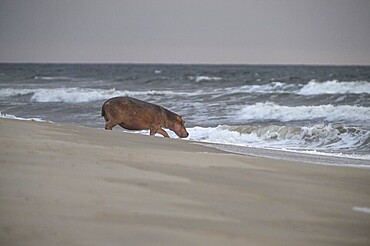 Hippopotamus (Hippopotamus amphibius) disappearing into the Atlantic Ocean, Surfing Hippos, Petit Loango, Loango National Park, Parc National de Loango, Ogooué-Maritime Province, Gabon, Africa