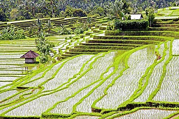 Rice fields and rice terraces in Bali Indonesia