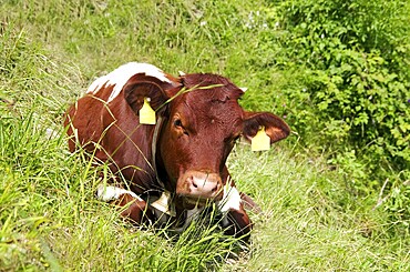 Young calf on the mountain pasture in bavaria, germany