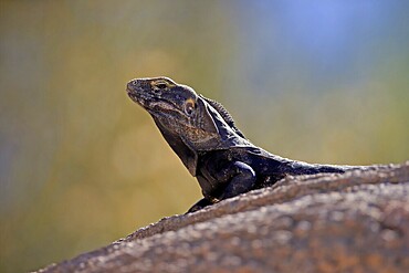 Chuckwalla, (Common Chuckwalla ater), adult, on ground, foraging, portrait, Sonoran Desert, Arizona, North America, USA, North America