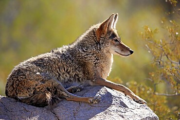 Coyote (Canis latrans), North American prairie wolf, plains wolf, adult, sitting, on rocks, Sonoran Desert, Arizona, North America, USA, North America