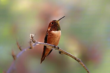 Rufous hummingbird (Selasphorus rufus), adult, male, perch, Sonoran Desert, Arizona, North America, USA, North America