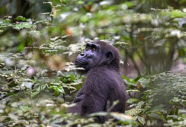 Western lowland gorilla (Gorilla gorilla gorilla), female, Loango National Park, Parc National de Loango, Ogooué-Maritime Province, Gabon, Africa