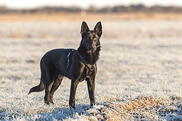 Black German Shepherd Dog