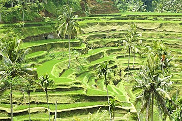 Rice terraces in Bali, Indonesia, Asia