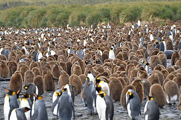 Colony of king penguins (Aptenodytes patagonicus), Gold Harbour, South Georgia, with chicks