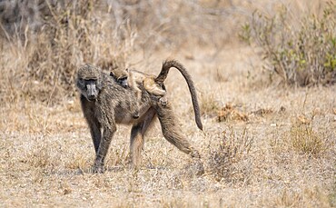 Chacma baboons (Papio ursinus), young sitting on the mother's back, foraging in dry grass, Kruger National Park, South Africa, Africa