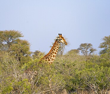 Southern giraffe (Giraffa giraffa giraffa), between trees, African savannah, Kruger National Park, South Africa, Africa