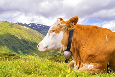 A cow lies on a blooming pasture in the mountains under a cloudy sky, Penken, Zillertal, Austria, Europe