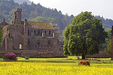 Horses in a flowering meadow in front of Melrose Abbey, ruins of a monastery, Robert the Bruce, borderlands, Scotland, Great Britain