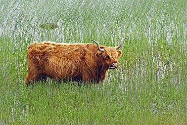 Highland cattle standing in the overgrown, shallow water of a lake, Isle of Mull, Hebrides, Scotland, Great Britain