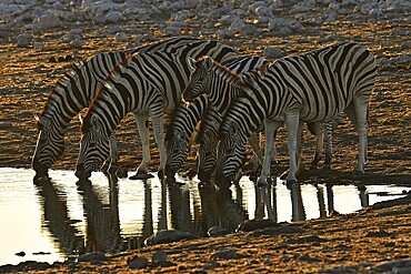 Herd of zebra, Burchell's zebra (Equus quagga burchellii) drinking at the water, waterhole, Etosha National Park, Namibia, Africa