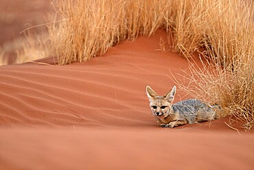 Bat-eared fox (Otocyon megalotis), lying in the red sand, Namib-Naukluft Desert, Namibia, Africa