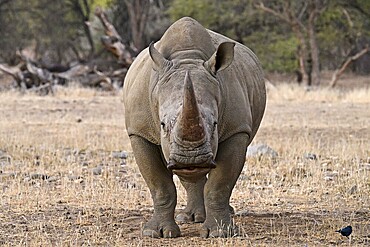 White rhinoceros (Ceratotherium simum), Okapuka Ranch, Namibia, Africa