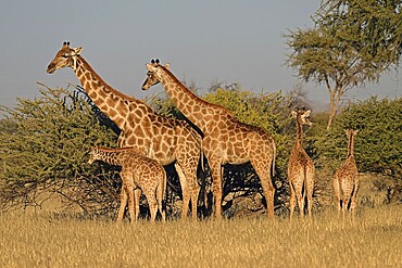 A herd of giraffes (Giraffa camelopardalis giraffa) in the early morning light, Okapuka Ranch, Namibia, Africa