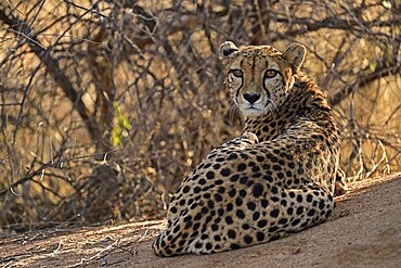 Cheetah (Acinonyx Jubatus) lying next to a termite mound and looking back at the camera, Okonjima Game Farm, Namibia, Africa