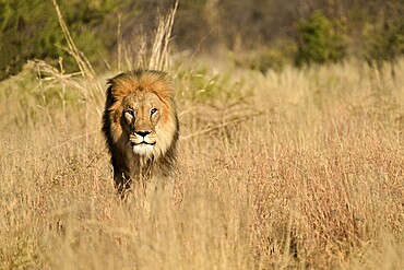 Male lion (Panthera leo) pacing through the tall grass in the savannah, Okonjima Game Farm, Namibia, Africa