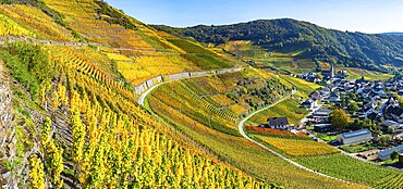 Vineyards in autumn, Mayschoß, Ahr valley, red wine of the Pinot Noir and Portugieser grape is grown here, red wine growing region, Eifel, Rhineland-Palatinate, Germany, Europe