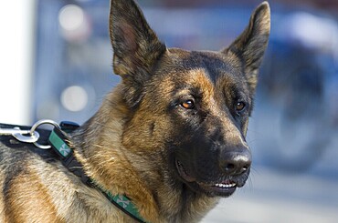 Portrait of adult German shepherd. portrait of adult German shepherd