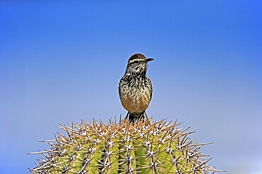 Cactus wren (Campylorhynchus brunneicapillus), adult, on saguaro cactus, Sonoran Desert, Arizona, North America, USA, North America